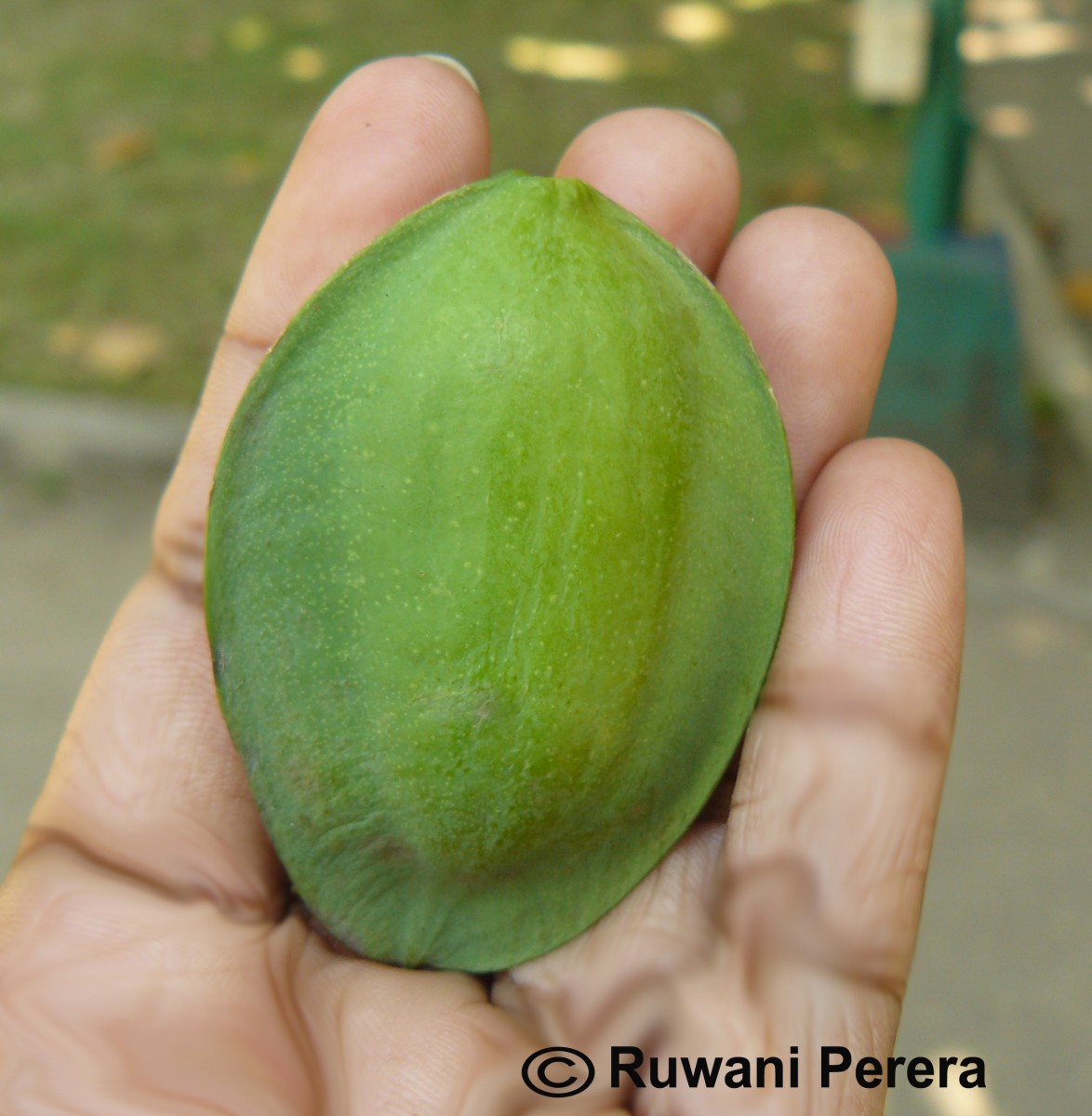 Terminalia catappa L.